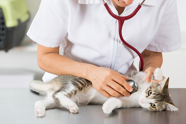 A promising trend in veterinary medicine- Laser Therapy