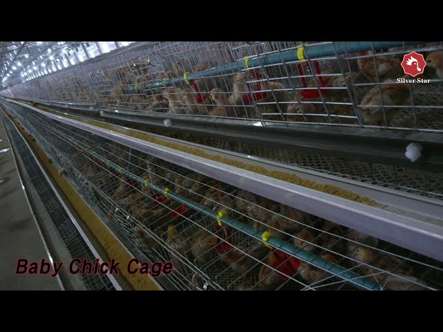 Wire Mesh Baby Chick Cage Eggs Collecting Manure Cleaning For Farm
