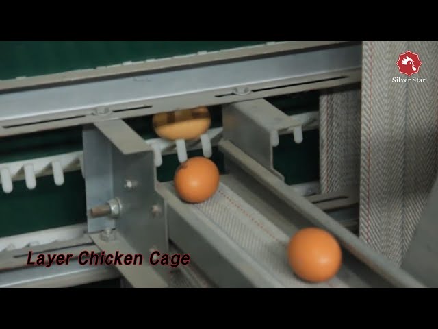 Egg Laying Layer Chicken Cage 3MM Double Hot Galvanized Anti Corrosion