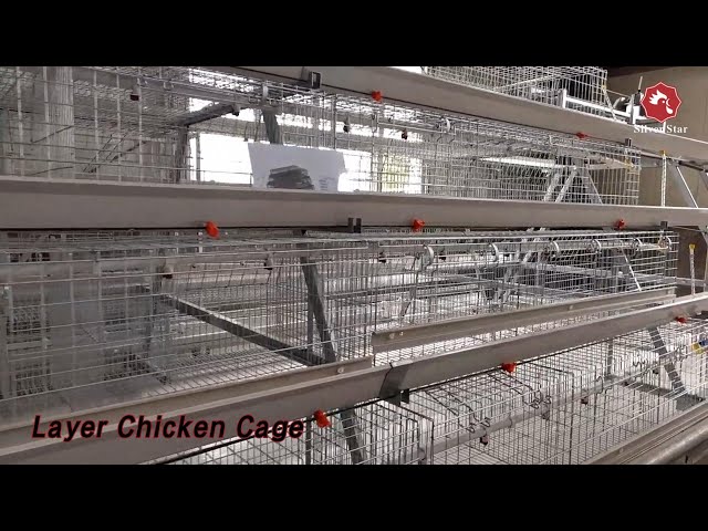 Cold Galvanized Steel Layer Chicken Cage A Type 4 Tiers For Poultry Farm