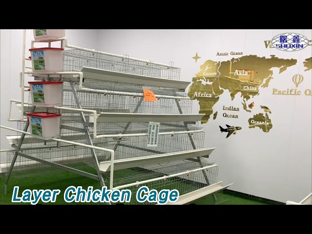 Automatic Layer Chicken Cage Galvanized Q235 Steel 4 Doors A Type