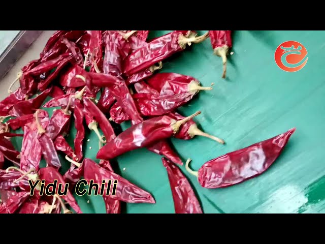 Culinary Yidu Chili Grade A Natural Strong Pungent Low Moisture