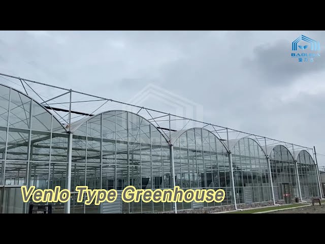 Steel Frame Venlo Type Greenhouse Multispan Glass For Hydroponics