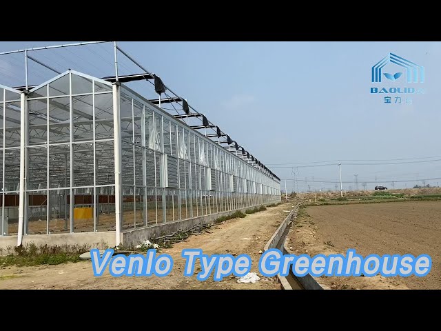 Galvanized Float Venlo Type Greenhouse Multi Span Nursery For Agricultural