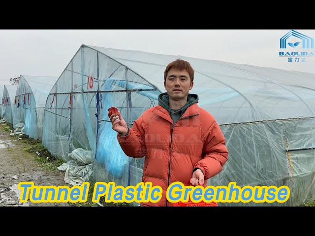 Tomatoes Tunnel Plastic Greenhouse Single Layer Portable With PE Film