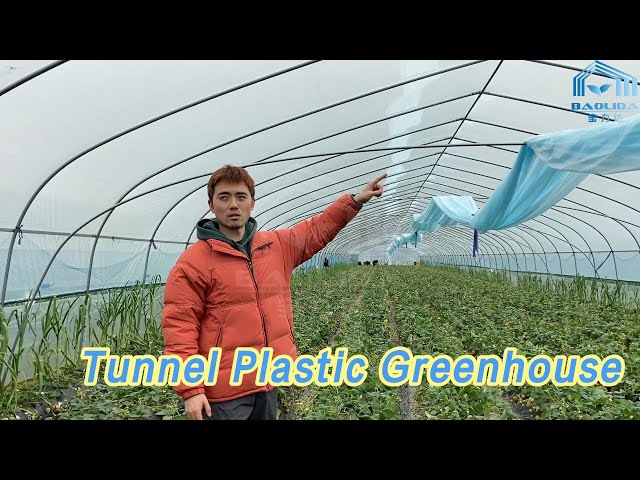 Strawberry Tunnel Plastic Greenhouse Single Span UV Resistant Easy Install
