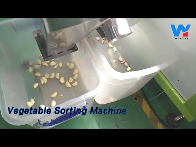CCD Vegetable Sorting Machine 448 Channels For Unpeeled Garlic