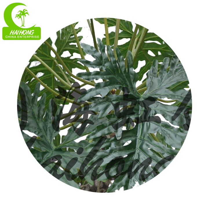 philoの植物を裂きなさい