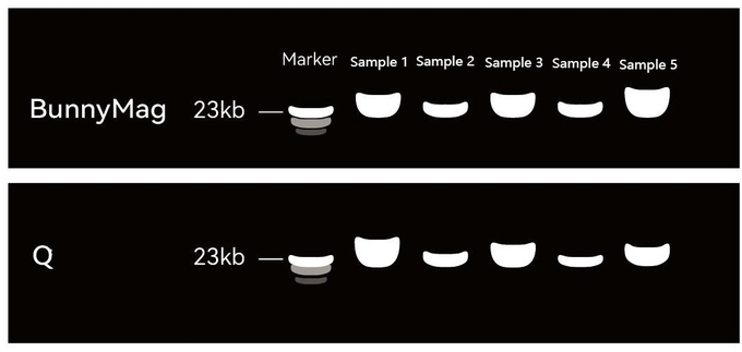 BunnyMag Blood gDNA Isolation Kit 2